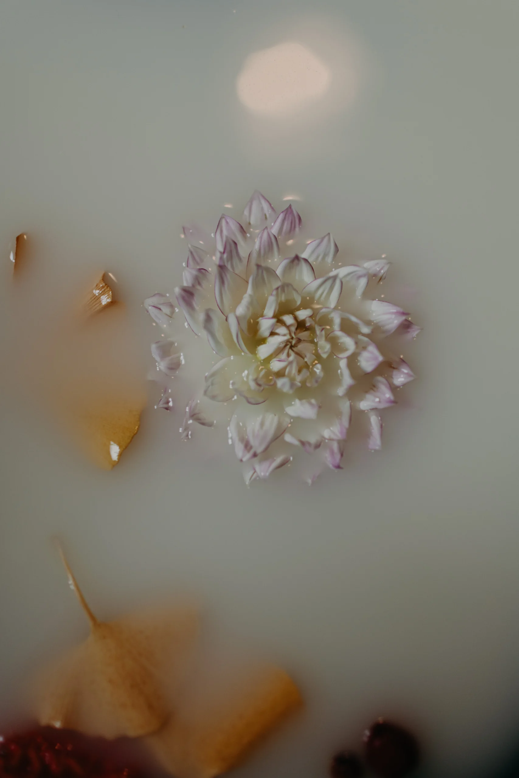 séance-photo-bain-lait-floral-bébé-Le-Mans (1)